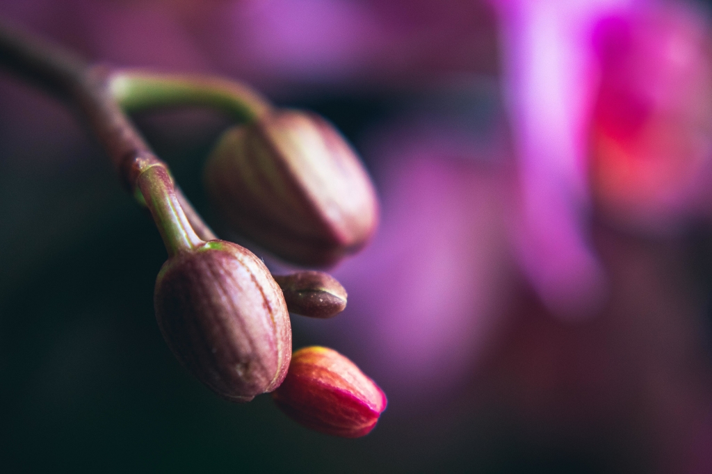 bocciolo di orchidea