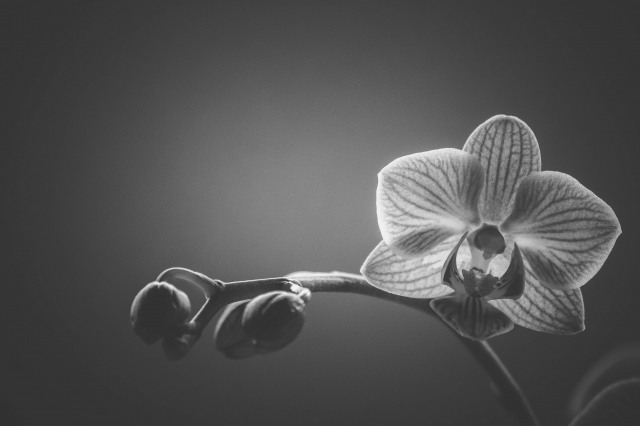 orchidea in bianco e nero