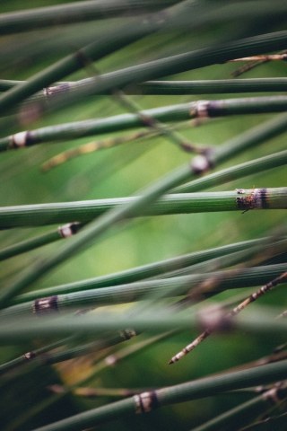bamboo