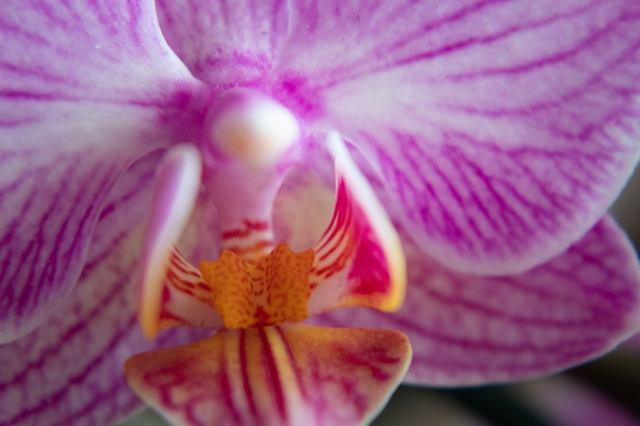 orchidea rosa