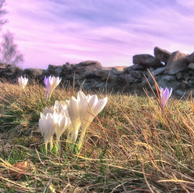 Fiori al tramonto