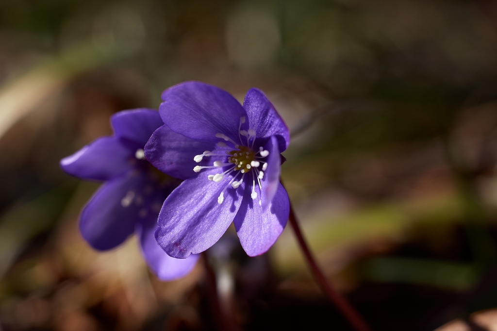 le prime violette di primavera