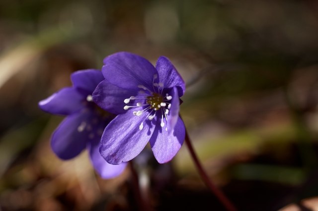 le prime violette di primavera