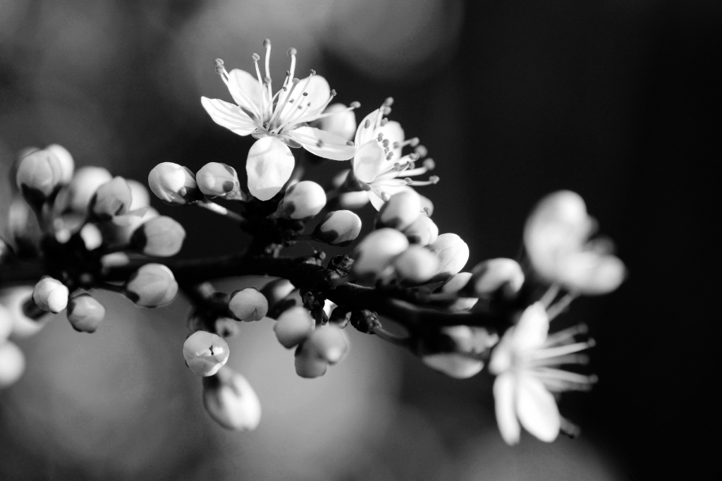 Fioritura