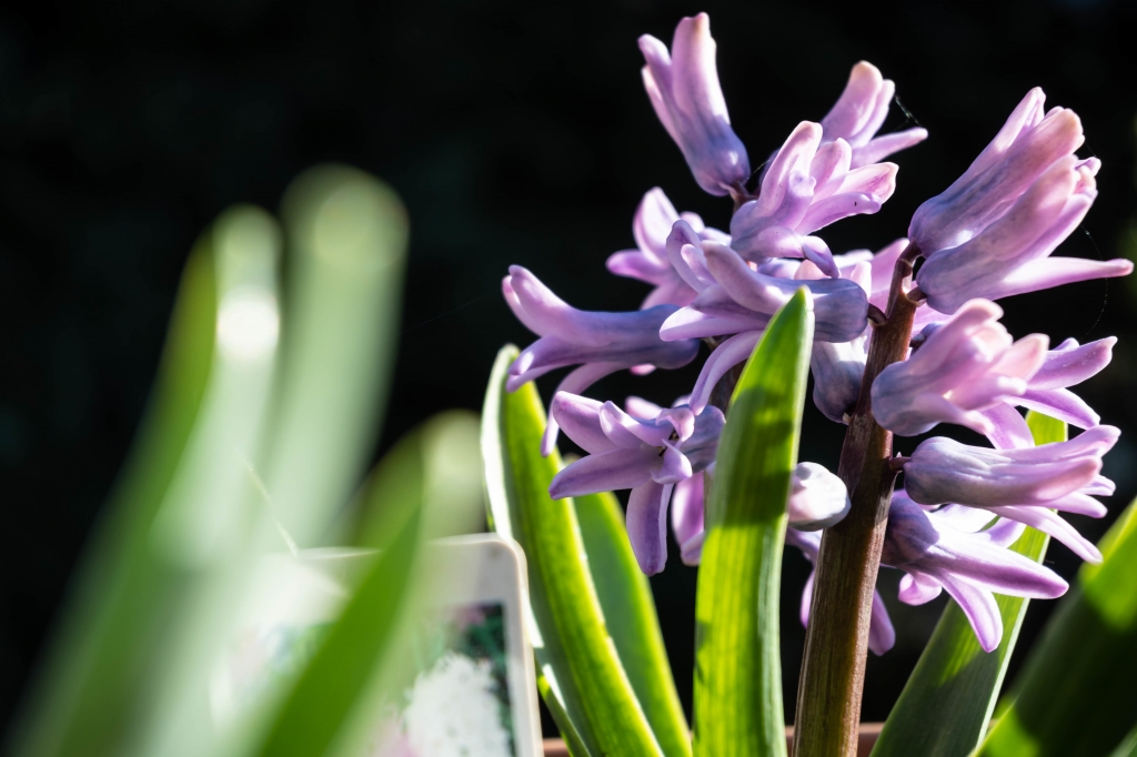 FIORE DI GIACINTO