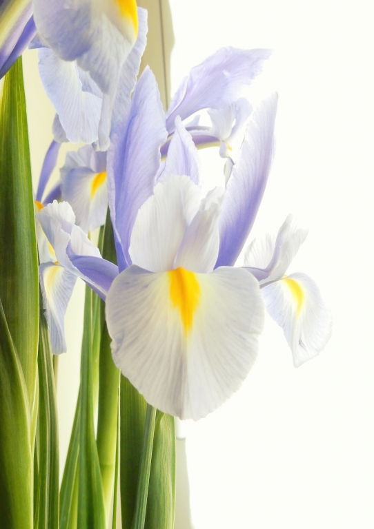 iris delicato acquarello