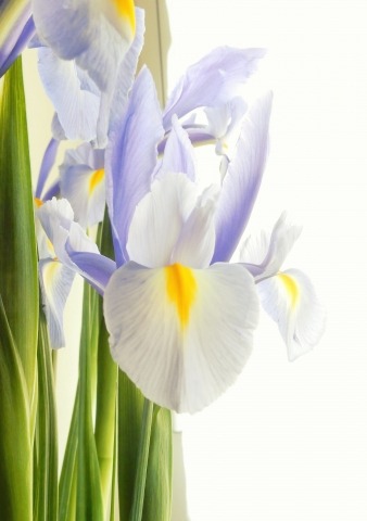 iris delicato acquarello