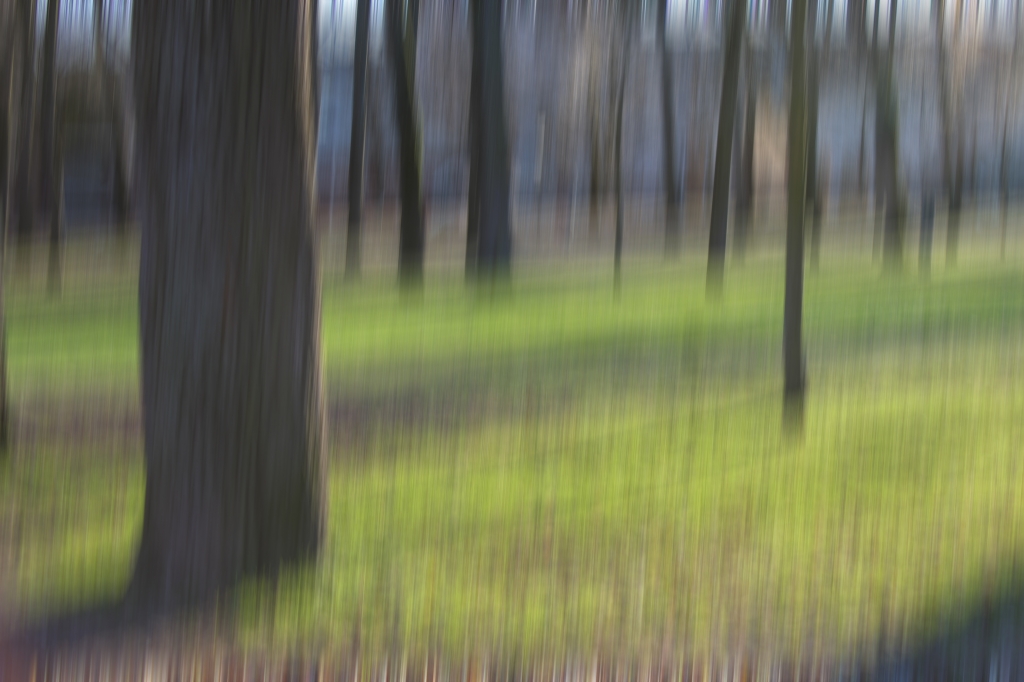 il bosco magico