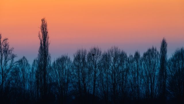 Di la dal fiume e tra gli alberi