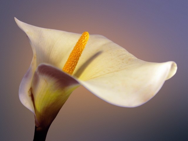 Calla · giovannimonastaxa