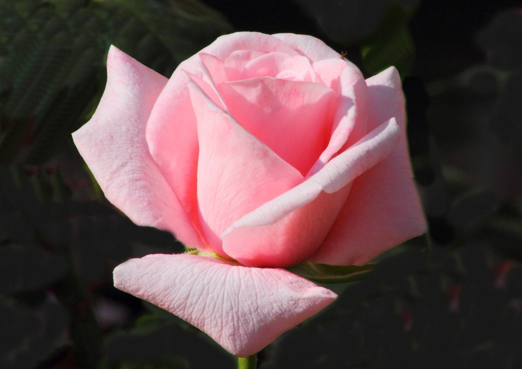 Essenza di rosa.