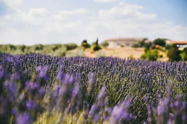 Campi di lavanda in Provenza