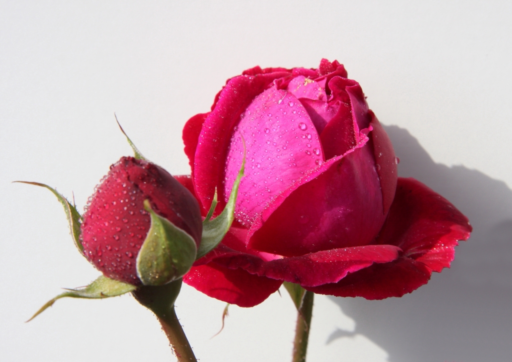 Le due Rose.