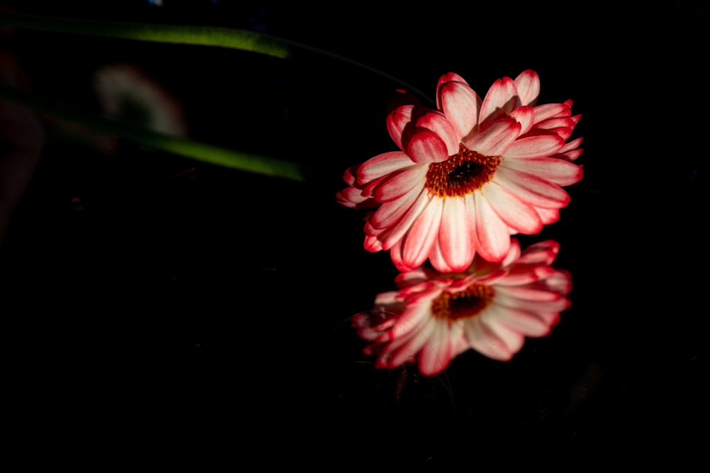 Fiore Gerbere