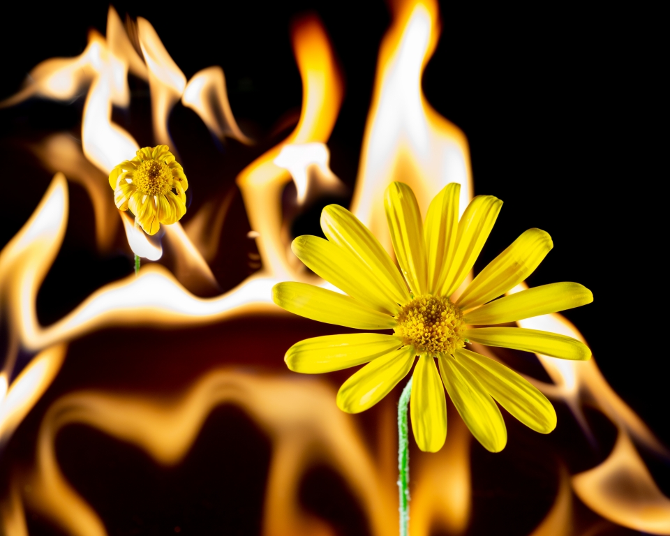 INCENDIO