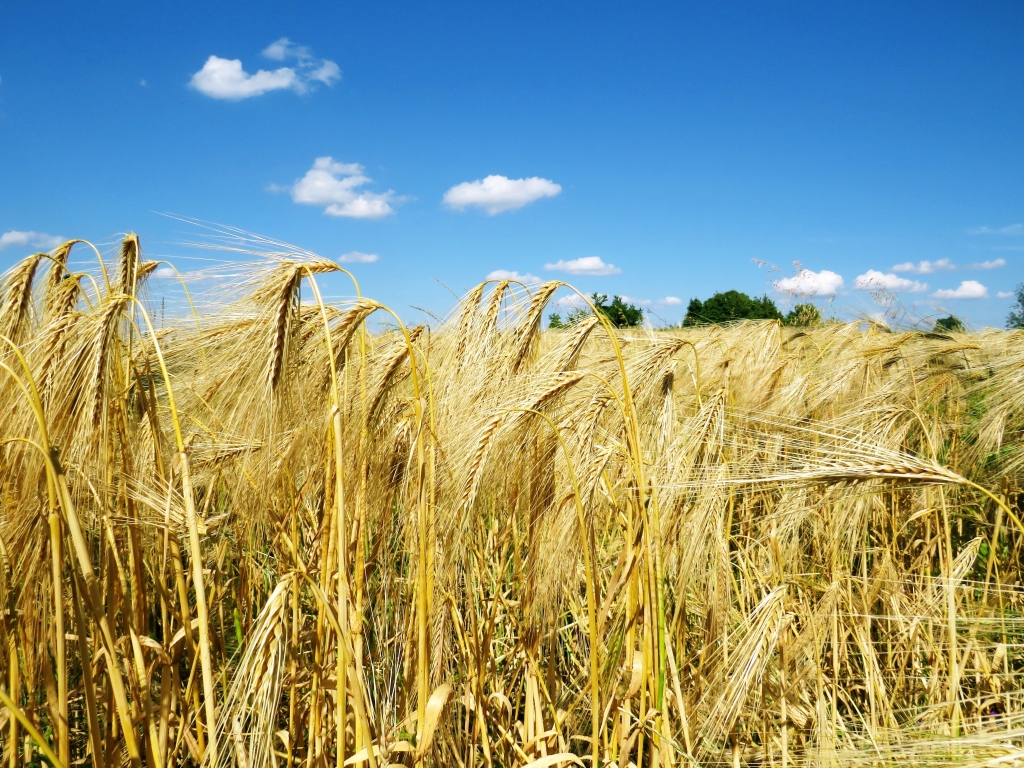 Campo di grano estivo