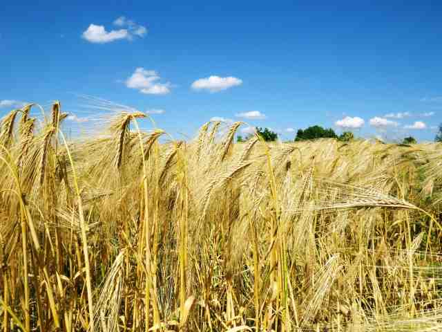Campo di grano estivo