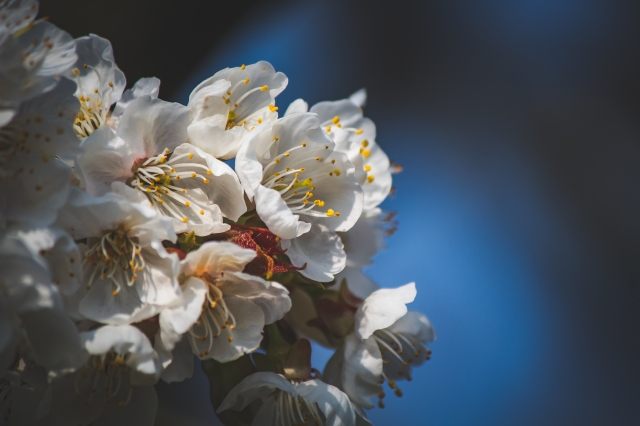 fiore di ciliegio