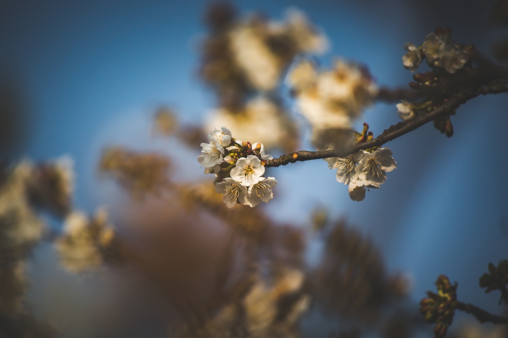 fiore di ciliegio 3