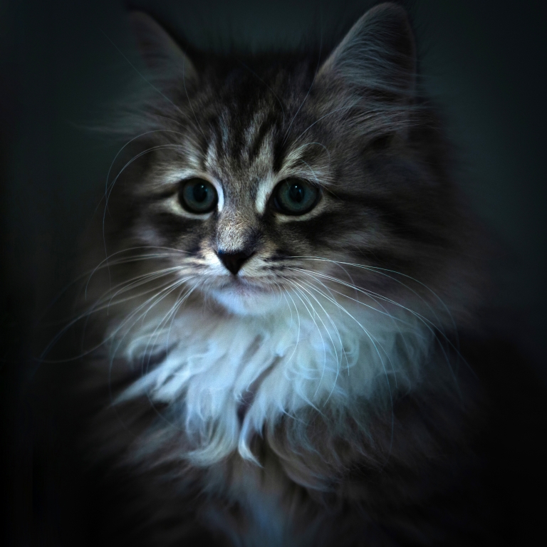 Gatto siberiano