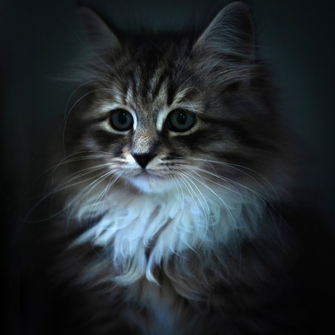 Gatto siberiano