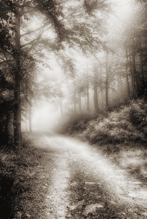 La strada nel bosco
