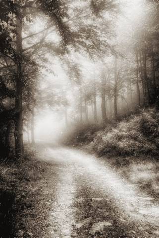 La strada nel bosco