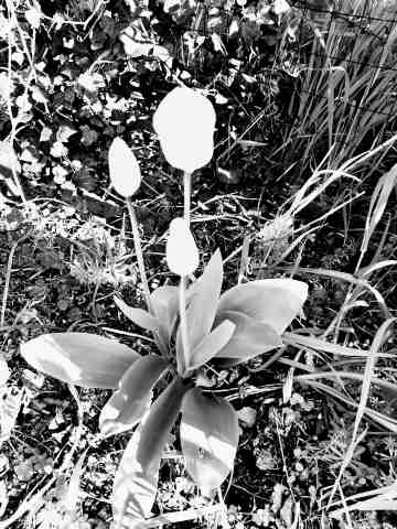 Ghost tulips