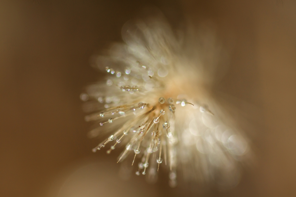 Drops & Dandelion seeds_1