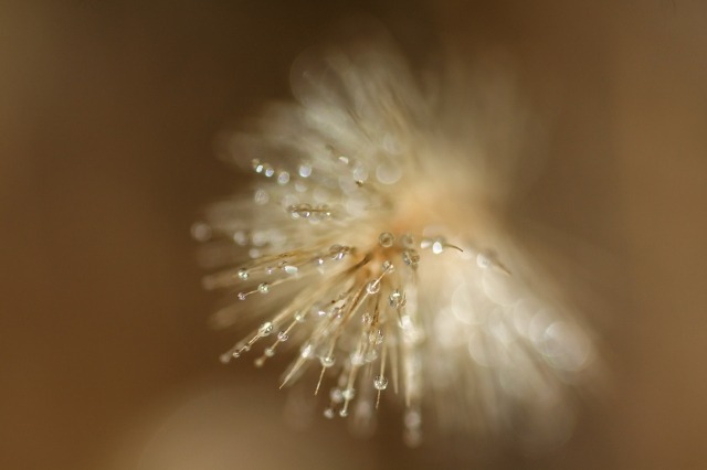 Drops & Dandelion seeds_1