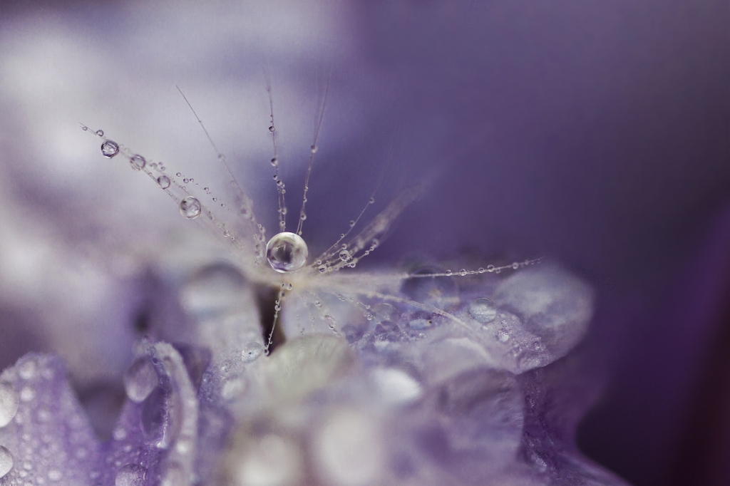 Drops & Dandelion seeds_2
