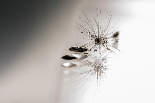 Drops & Dandelion seeds_3