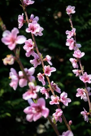 PESCO IN FIORE