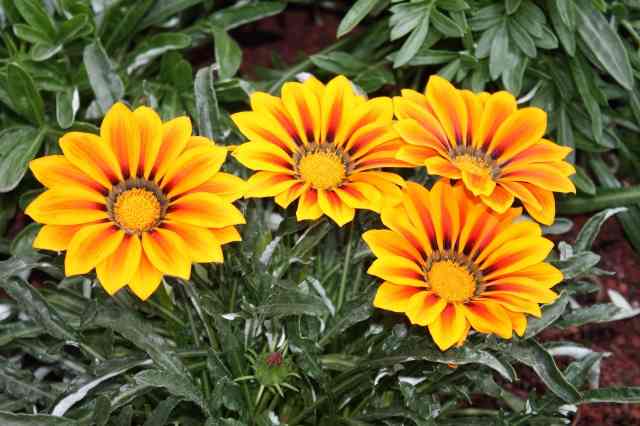 Giallo e arancio.