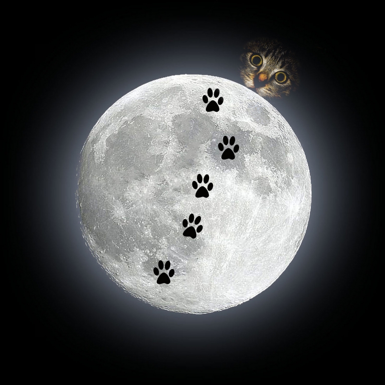 Astrogatto