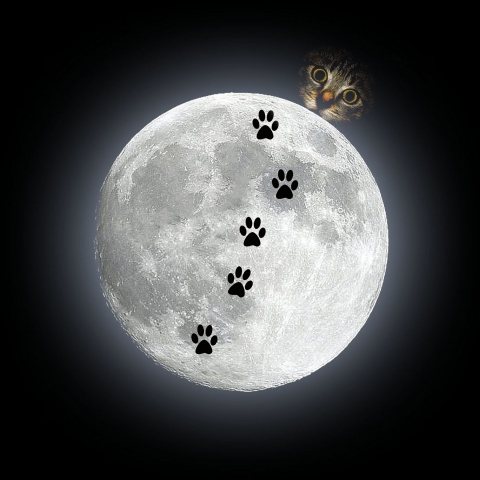 Astrogatto