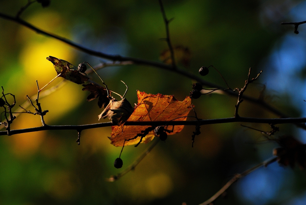 Autunno colorato