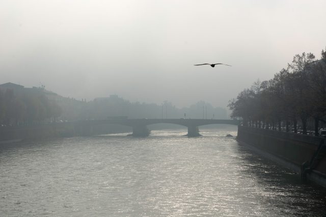 Uccello vola nella nebbia