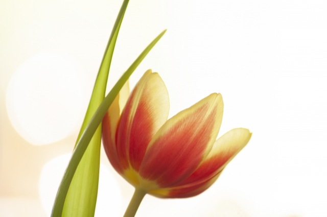 Delicate tulip