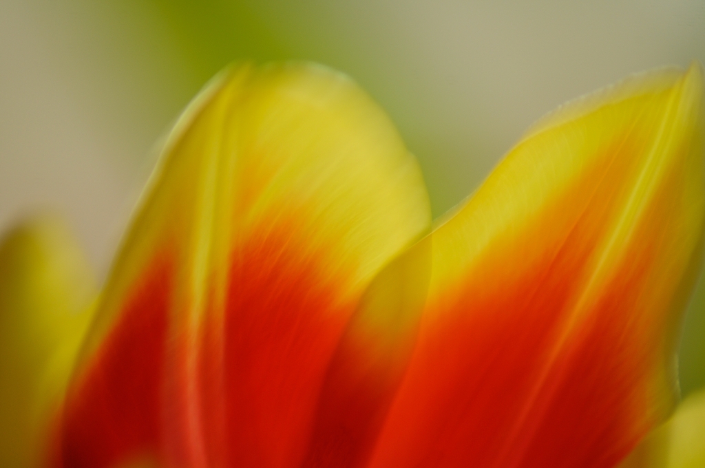 Petali di tulipano