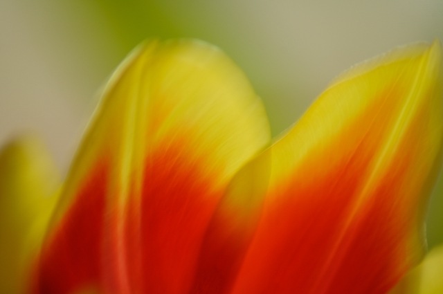 Petali di tulipano