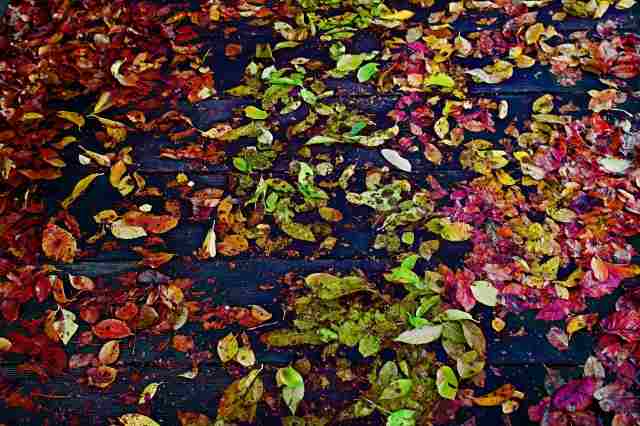 Colori delle foglie