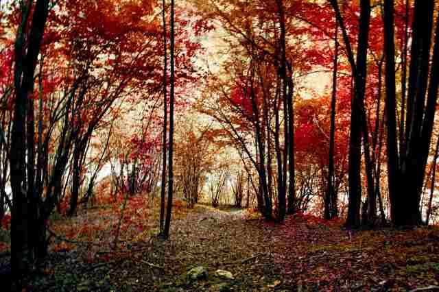 Foresta rossa