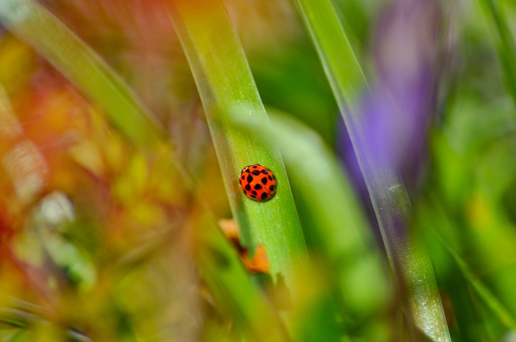 Coccinella tra i colori della natura
