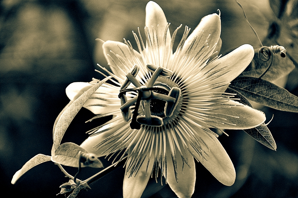 Passiflora