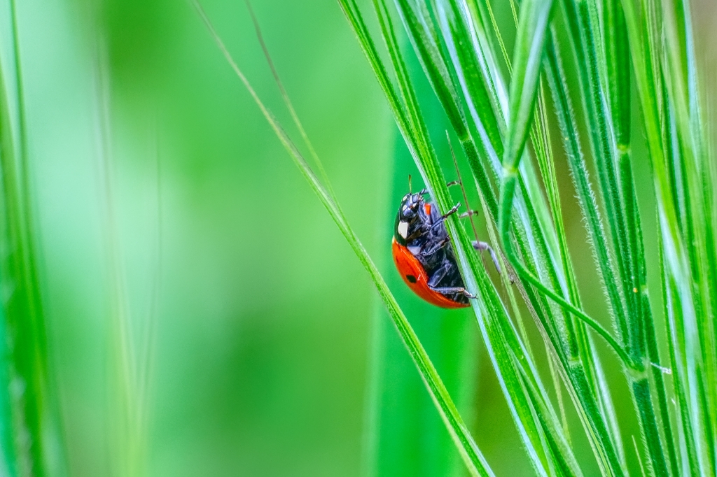COCCINELLA SU FILI DI ERBA