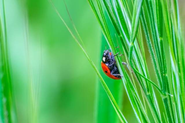 COCCINELLA SU FILI DI ERBA