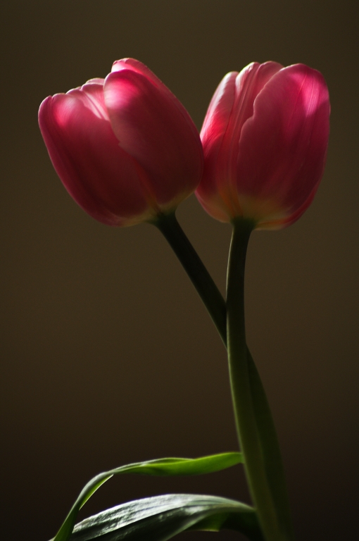 Abbraccio di tulipani