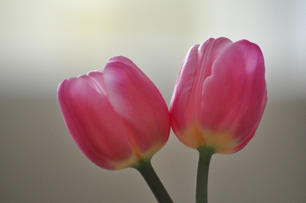 Coppia di tulipani rosa