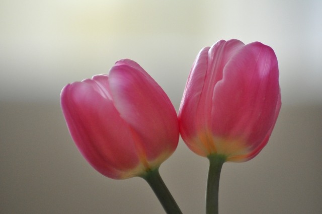 Coppia di tulipani rosa